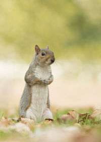 Cute gray squirrel sitting upright with autumn leaves on the grass