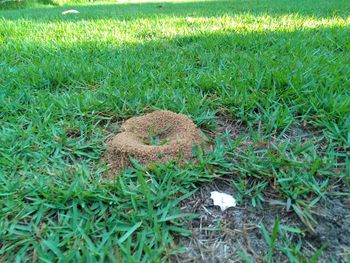 High angle view of mushroom in field