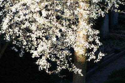 Close-up of tree branches
