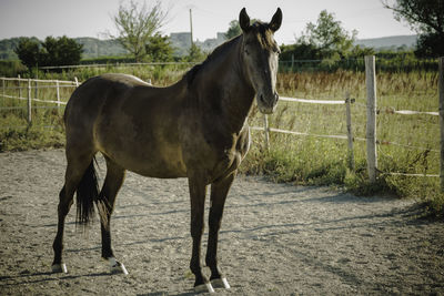 Horse on field