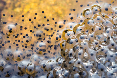Full frame shot of crab in sea