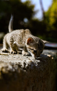 Close-up of a cat lying on rock