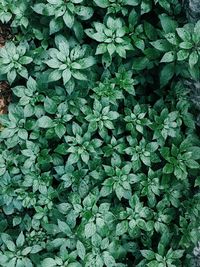 Full frame shot of plants