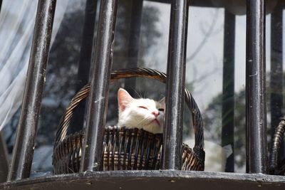 Low angle view of cat in basket by security bars