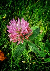 Close-up of pink flowering plant on field