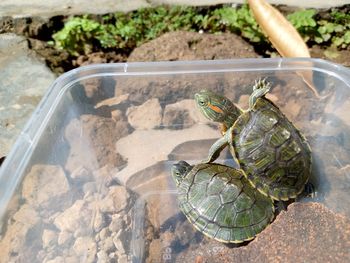 Cropped hand of person holding turtle