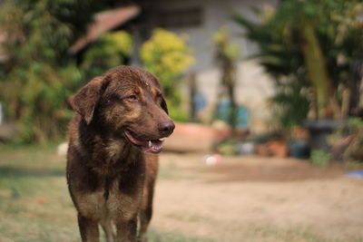 Close-up of a dog looking away
