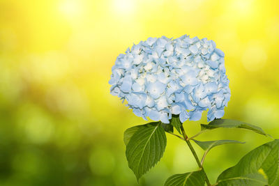 Close-up of fresh white rose
