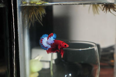 Close-up of parrot in glass