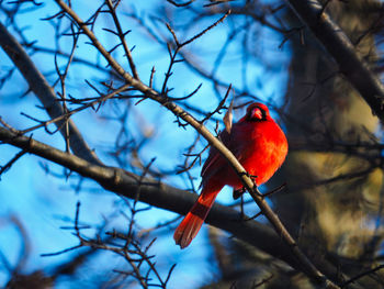 Low angle view of bird perching on branch