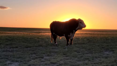 Horse standing on field during sunset