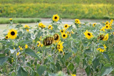 View of sunflowers on yellow flowering plants