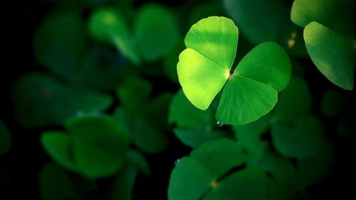 Green clover leaf isolated for background. with three-leaved shamrock . st. patrick's day vacation 