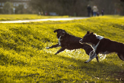 Dog in a field