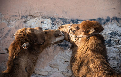 Camels against wall