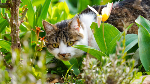 Portrait of a cat on the ground