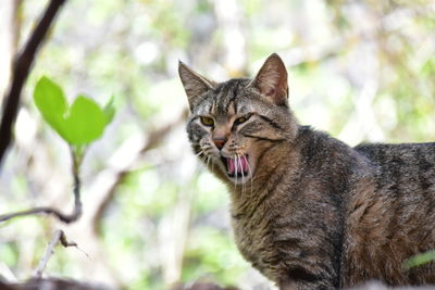 Close-up of a cat