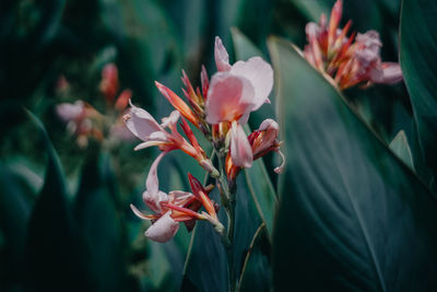 Close-up of flowering plant