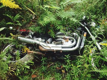 Close-up view of grass