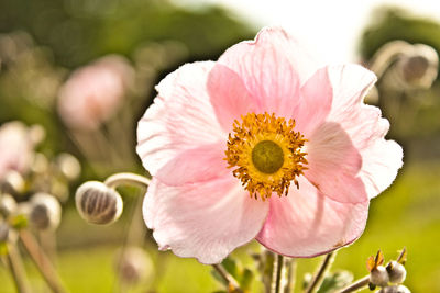 Close-up of flower blooming outdoors