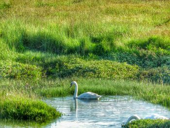 Bird in lake