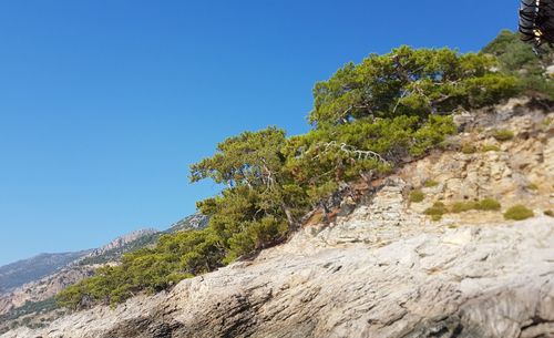 Tree against clear blue sky