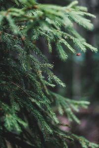 Close-up of pine tree