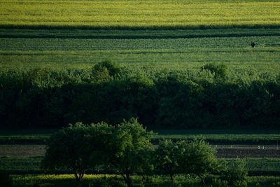 Scenic view of agricultural field