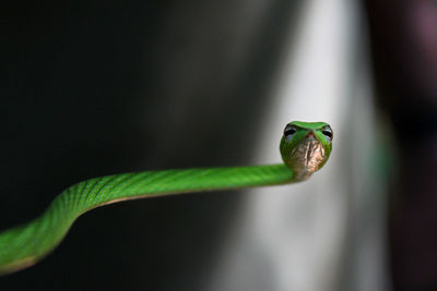 Close-up of green leaf