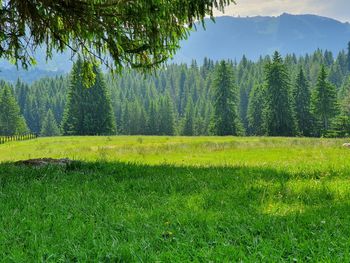 Scenic view of pine trees in forest