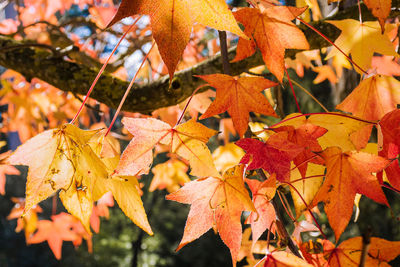 Close-up of maple leaves on tree