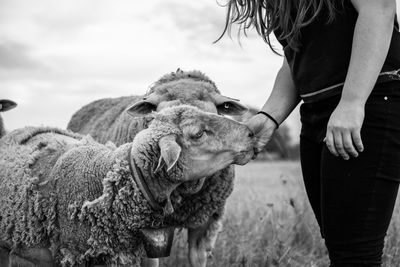 Midsection of woman feeding sheep on field