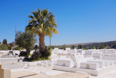 Palm trees and tombstones at cemetery against clear sky