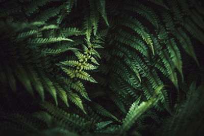 Full frame shot of leaves