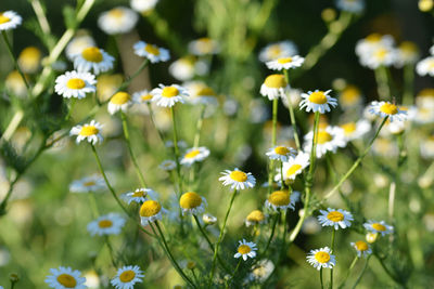 Close-up of white daisy flowers