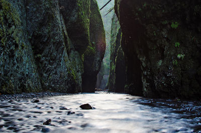 Scenic view of trees by rocks