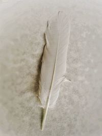 Close-up of feather on sand