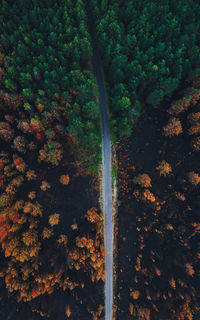 Scenic view of forest