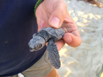 Close-up of person holding baby turtle in a hand