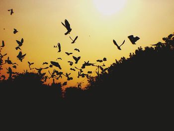 Silhouette birds flying against sky during sunset
