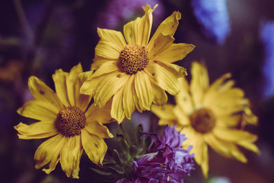 Close-up of yellow flowering plant