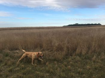 View of dog on field