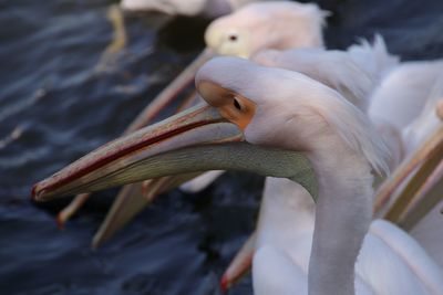 Close-up of pelican