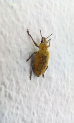 Close-up of insect on wall
