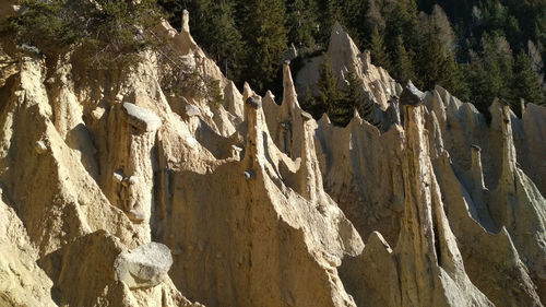 Panoramic view of rocks and trees in forest