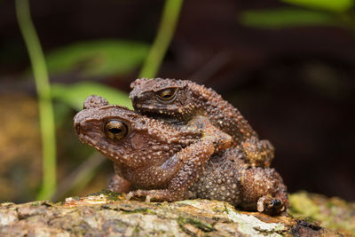 Close-up of frogs