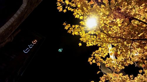 Low angle view of illuminated tree at night