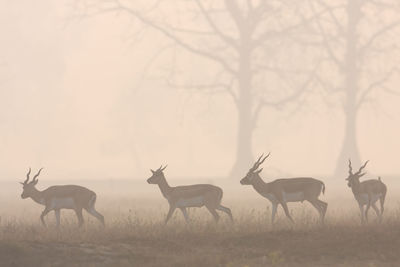 Flock of deer on field