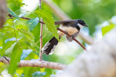 Close-up of bird perching on branch