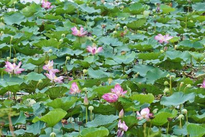 Close-up of fresh pink flowers blooming in garden